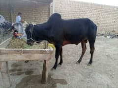 Qurbani