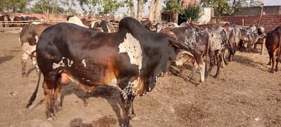 قربانی
