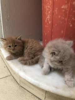 Persian
