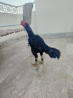 black mushka