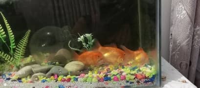 fish and equipment