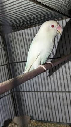 breeder piyar