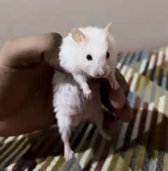 Hamsters