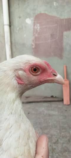 aseel heera bs female h Andy deti h