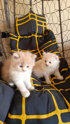 Triple Coated Persian Kittens