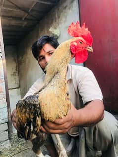 BURMI DRAGON PATHA FOR SALE 03706073028