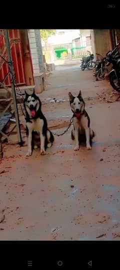 Husky