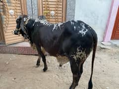 Qurabani
