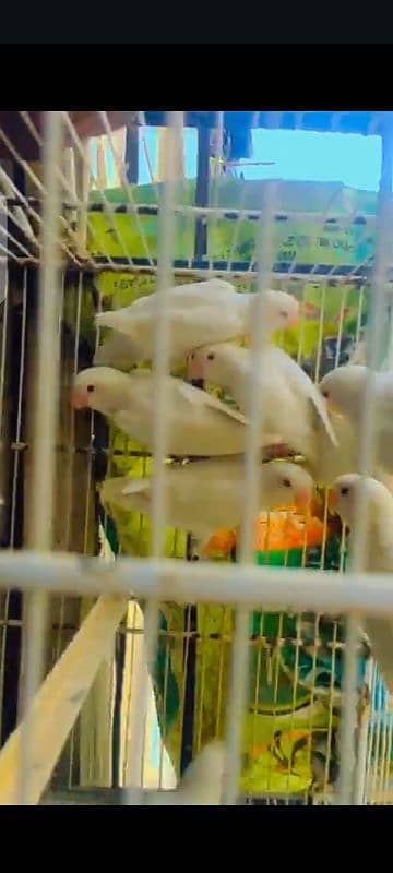bajri red eye white, yellow albino red eye lotino red eye breeder pair 2