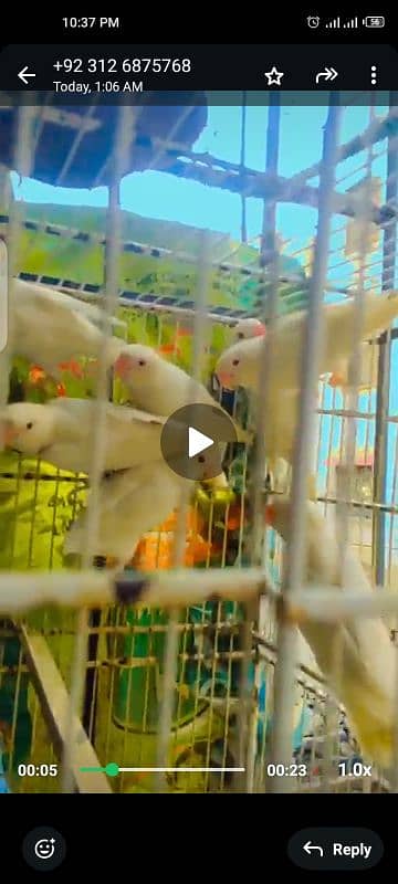 bajri red eye white, yellow albino red eye lotino red eye breeder pair 3