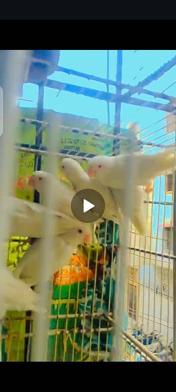 bajri red eye white, yellow albino red eye lotino red eye breeder pair 4