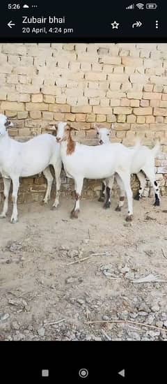 KHASSI BAKRA 2 DANT