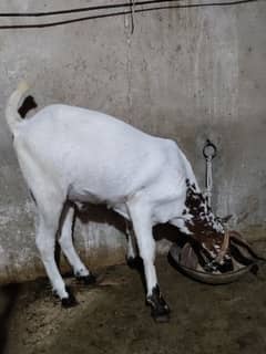fresh 2danth bakre ik khassi ik andu dimand 150000