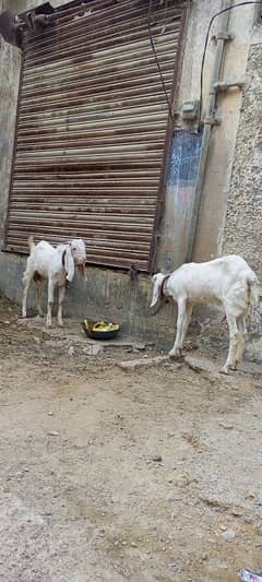 andu bakra or bakri dhodh wali hy adha kilo ek time ka dhodh hy