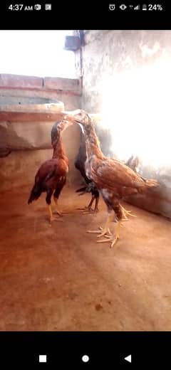 Sindhi
