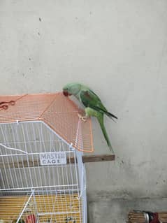 jis bhai ko lena ho wohi rabta kare Pahari kashmiri jubu size