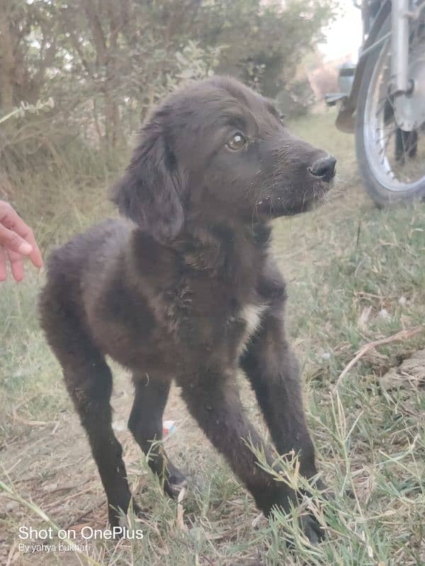 Butler and pointer 6