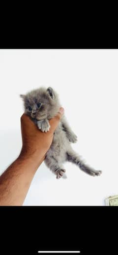 Persion kittens 1 month age
