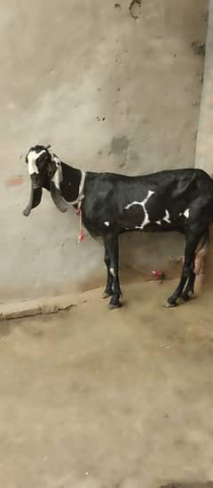Pure Beetal goats for sale