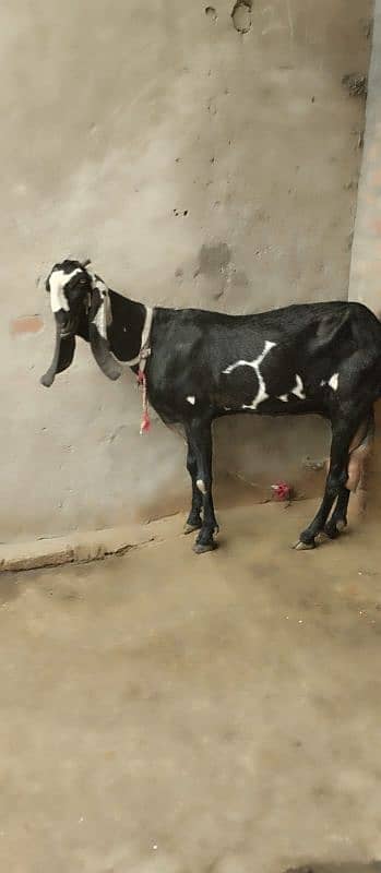 Pure Beetal goats for sale 0