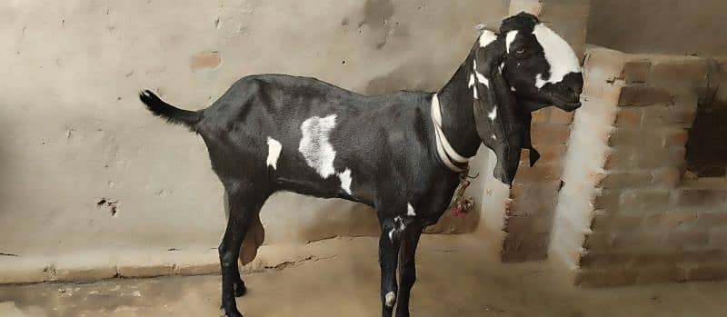 Pure Beetal goats for sale 4