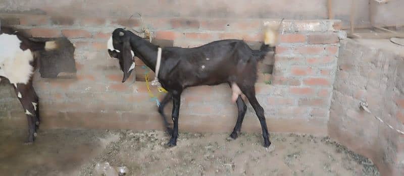 Pure Beetal goats for sale 6