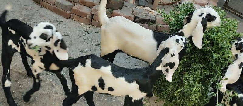 Pure Beetal goats for sale 7