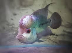 Thai