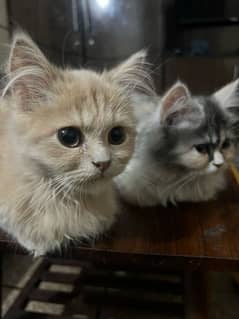 kittens