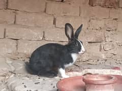 Rabbits