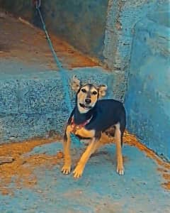Dog for sale
