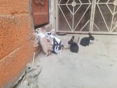 rabbits baby