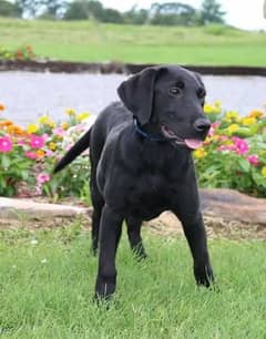 labrador