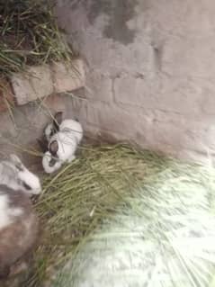 Rabbit