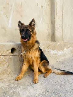 Selling a German shepherd Long coat female pup Available