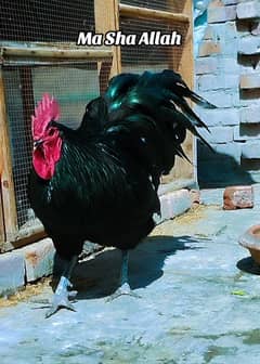 White, Blue, Black Austrolorp| heritage Rir Chick| Izabel brahma | hen