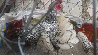 silver sebright pair