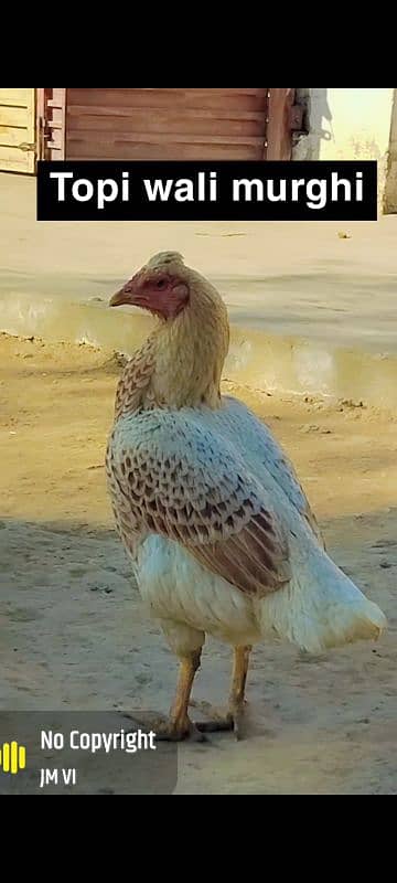 Aseel mushka black pataha for sale okara 1