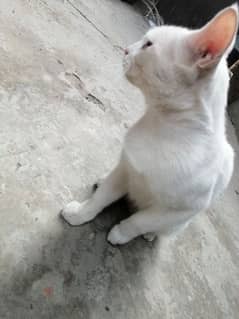 Turkish Angora