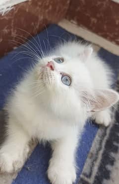 kitten available