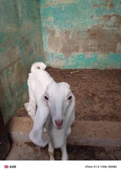 7 mahine ke female