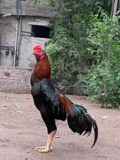 shamo