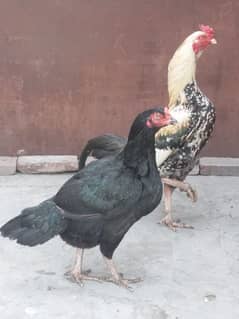 assel pair for sale