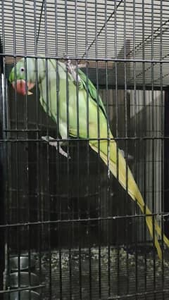 0 bite Raw breeder female