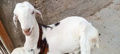 4 dant Bakra or dumba paka khera
