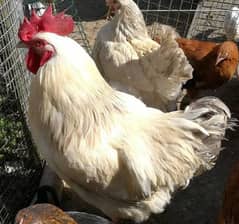 golden misri hens white cock