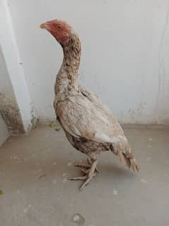 Aseel pathi for sale (03151935260)