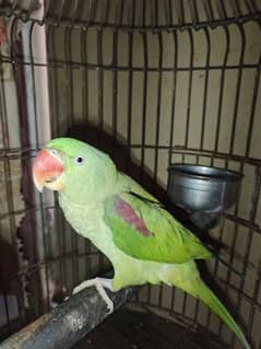 female