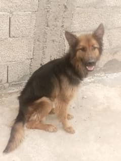 female garmAn FOr sale