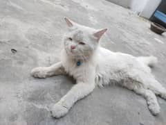 Persian